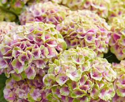 sense of seasons eco hortensia